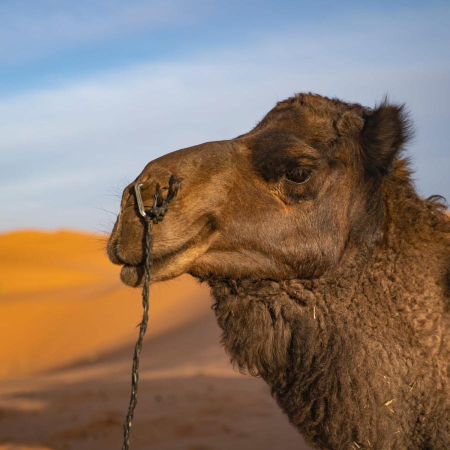 Authentic Desert Luxury Camp Merzouga Extérieur photo